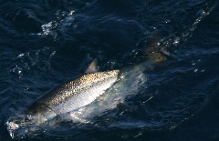 fishing photos